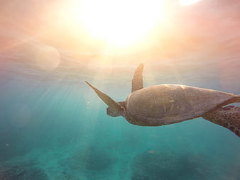 Sea turtle swimming underwater with sun rays