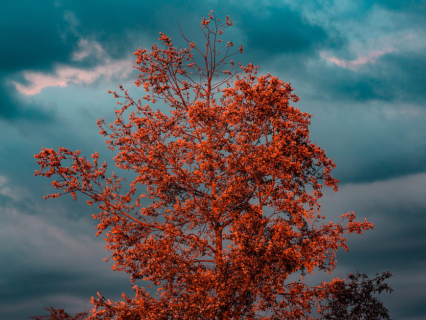 Vibrant orange tree against dramatic teal cloudy sky