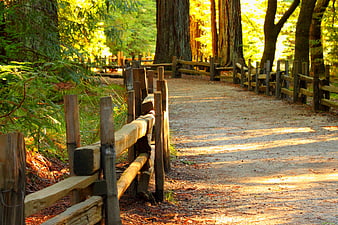 Sunny Forest Path with Wooden Fence and Tall Trees