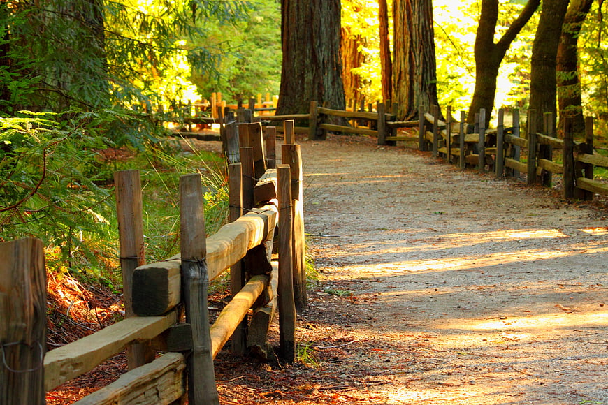 Sunny Forest Path with Wooden Fence and Tall Trees