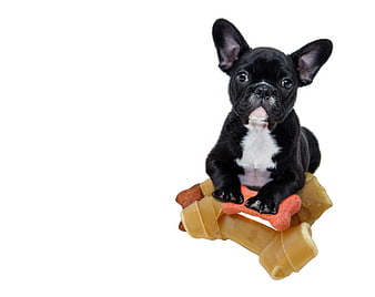 Cute Black French Bulldog Puppy with Dog Treats