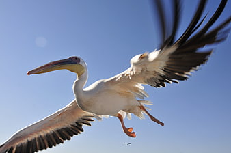 White Pelican in Flight Against Blue Sky