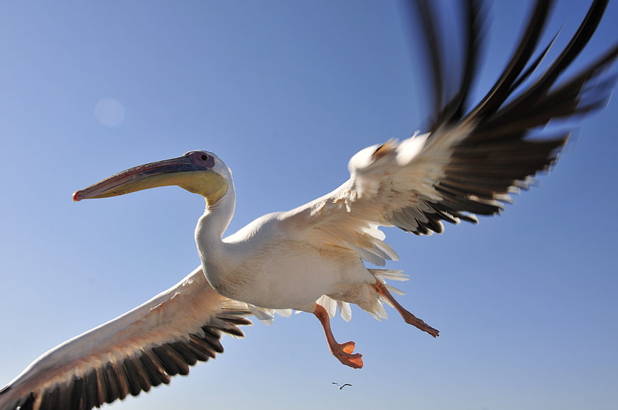 White Pelican in Flight Against Blue Sky