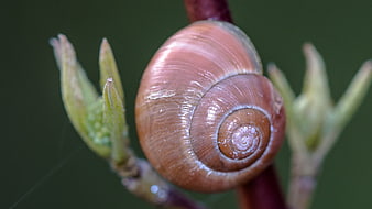 Close-up of a brown snail shell on a plant stem