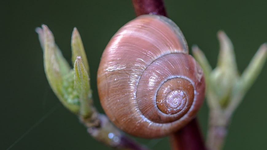 Close-up of a brown snail shell on a plant stem