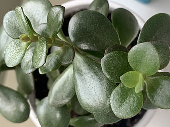 Close-up of Jade Plant Succulent Leaves in White Pot