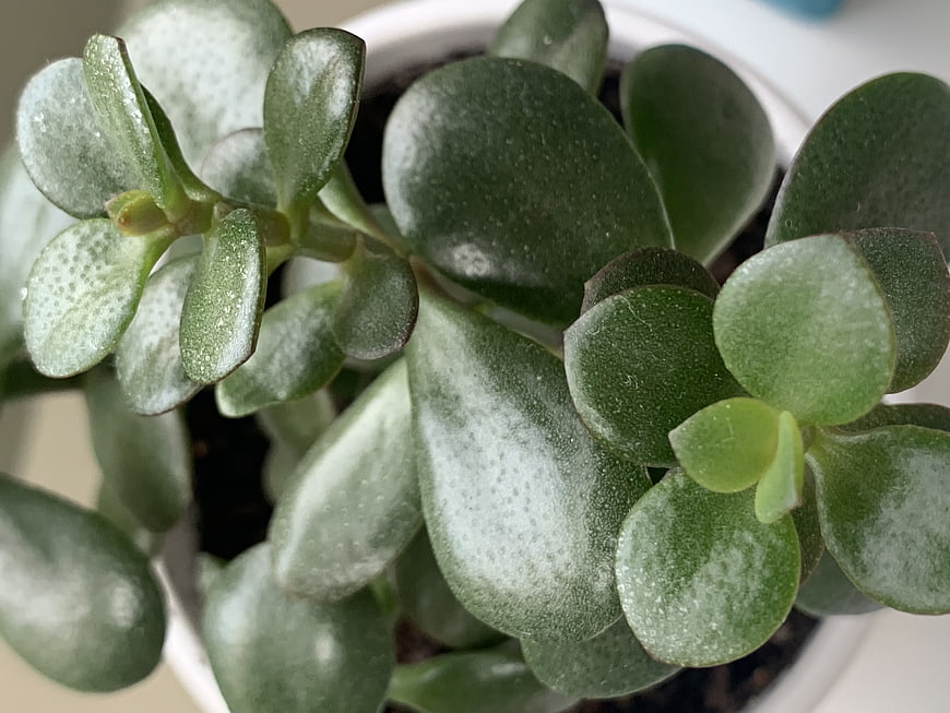 Close-up of Jade Plant Succulent Leaves in White Pot