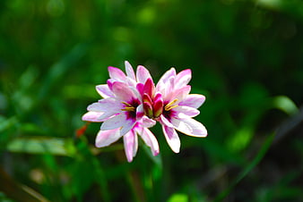 Pink and White Rain Lily Flower Close-Up