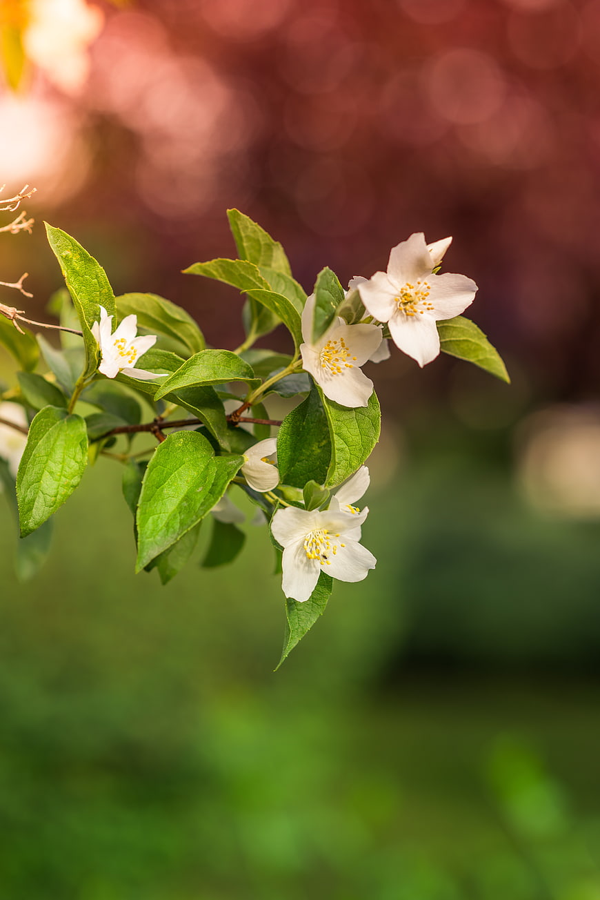 White jasmine flowers blooming on a branch with green leaves