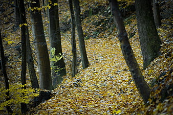 Autumn forest path covered in golden yellow leaves