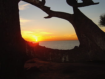 Sunset framed by tree branches over ocean horizon