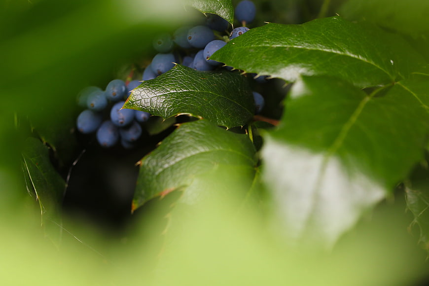 Close-up of blue berries and green leaves in nature