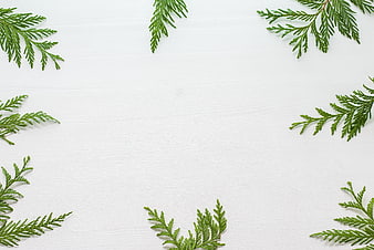 Green cedar branches on white wood background with copyspace