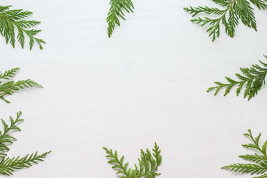 Green cedar branches on white wood background with copyspace