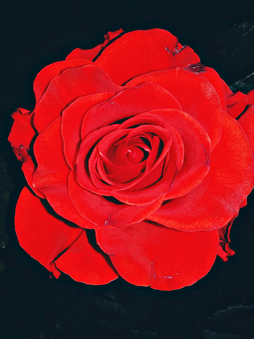 Vibrant Red Rose Close-Up on Black Background