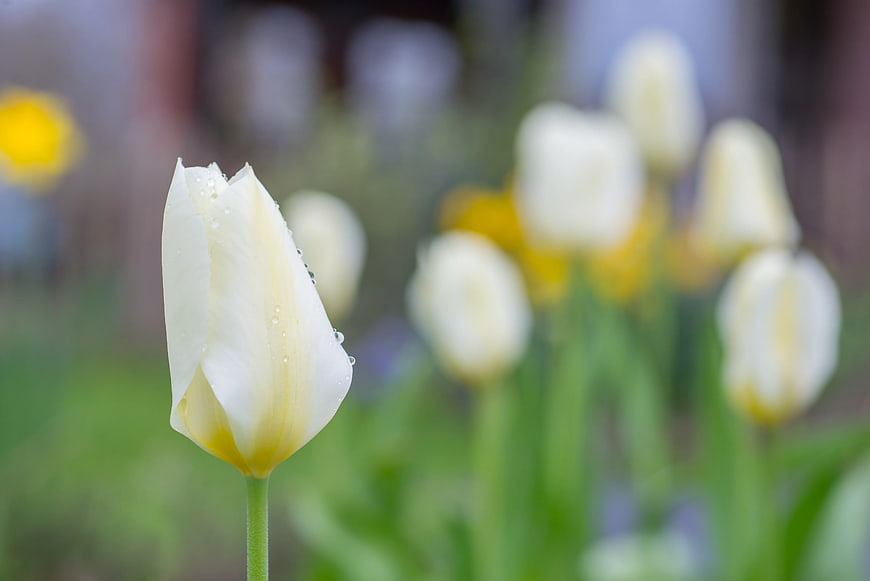 Close-up of white tulip with water droplets in spring garden