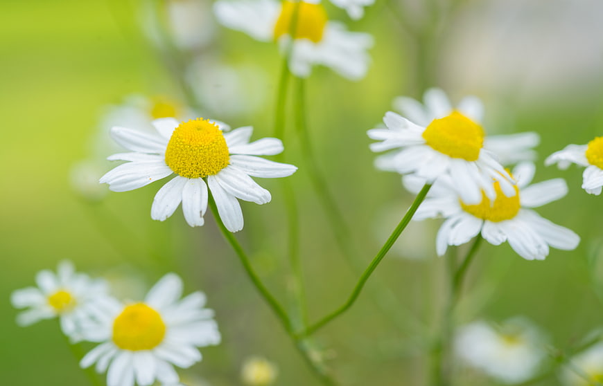 Close-up of white daisies with yellow centers in a green field