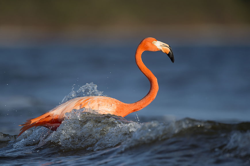 Vibrant Flamingo Splashing in Blue Water