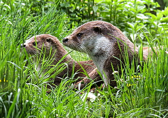 Two Otters Resting in Tall Green Grass