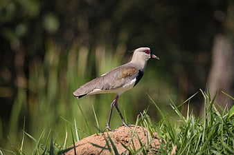 Red-wattled Lapwing Bird Standing on Mound in Grass