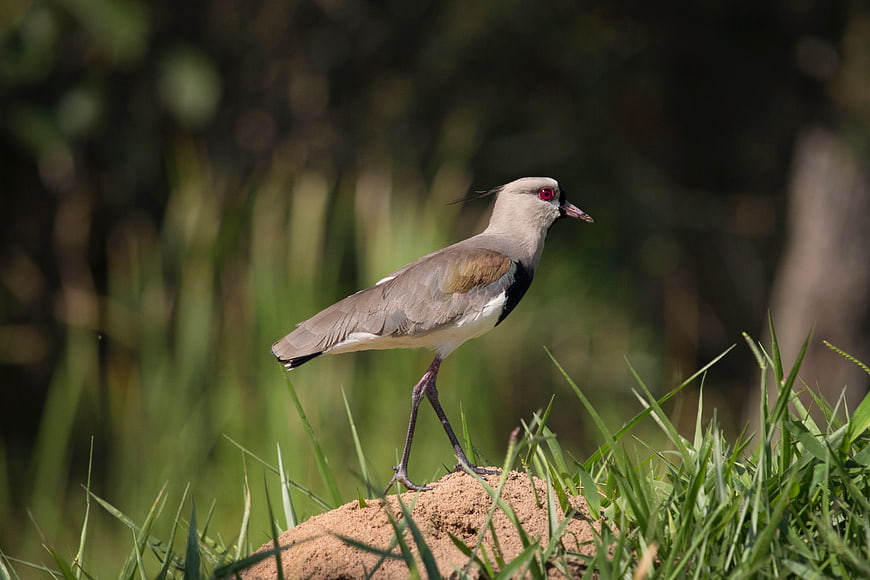 Red-wattled Lapwing Bird Standing on Mound in Grass