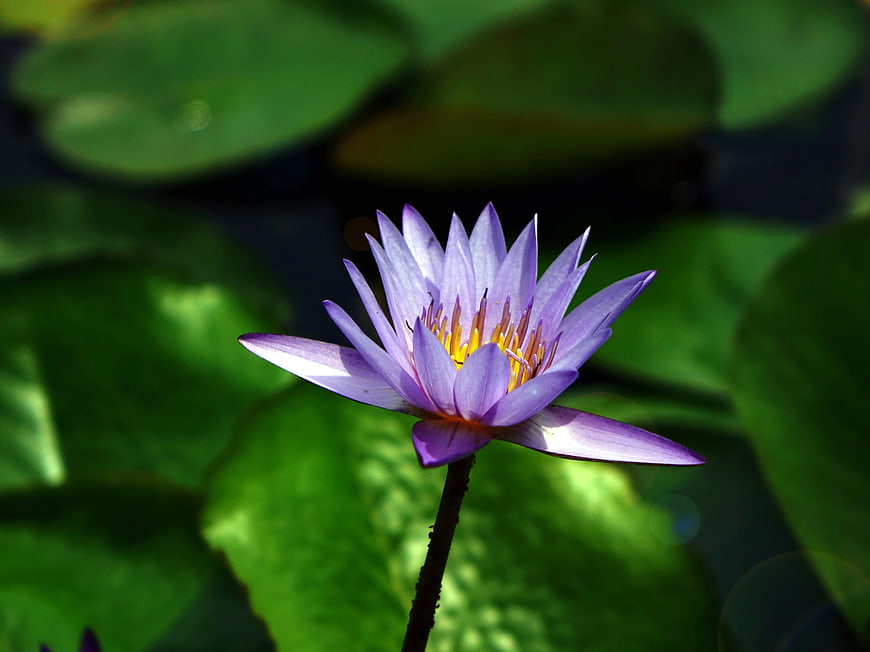 Purple Water Lily Bloom on Green Lily Pads