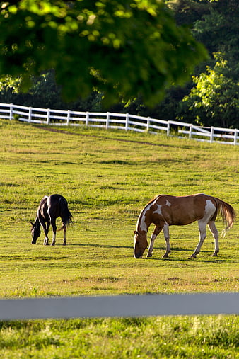 Two Horses Grazing in Green Pasture with White Fence