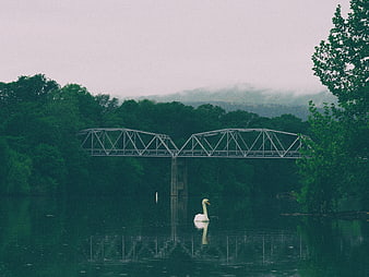 White Swan Swimming Under Metal Bridge in Misty Forest