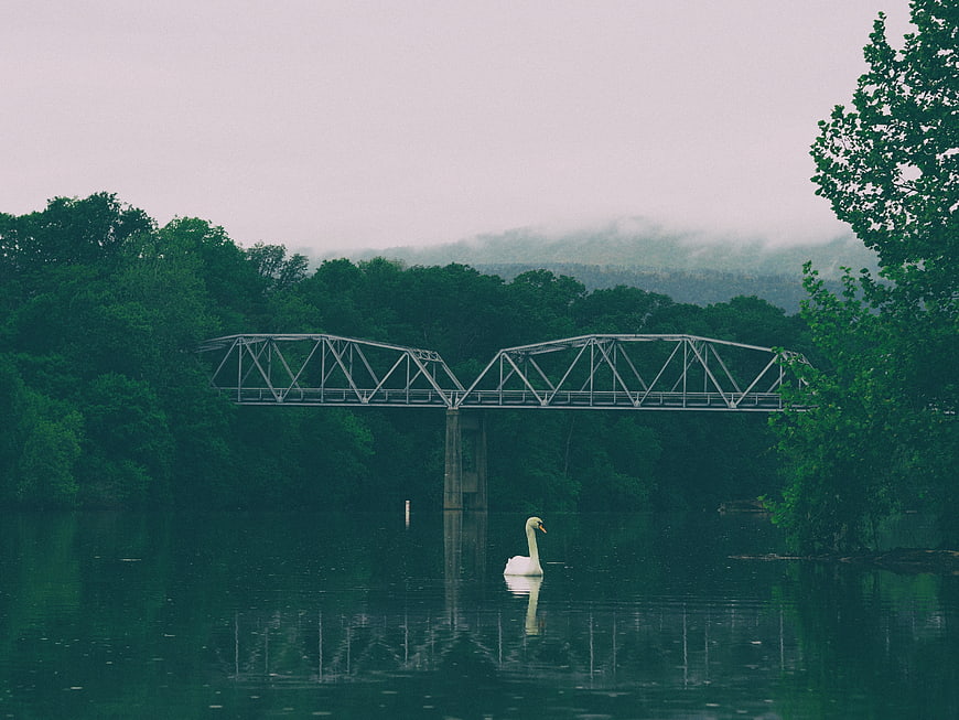 White Swan Swimming Under Metal Bridge in Misty Forest