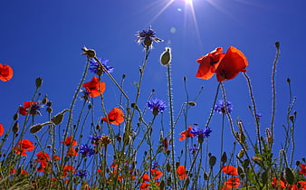 Red Poppies and Blue Cornflowers Against Bright Blue Sky