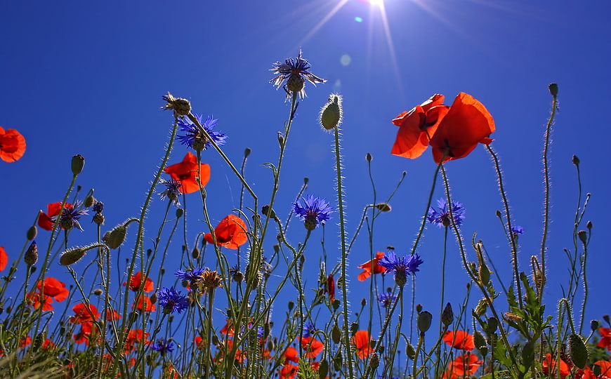Red Poppies and Blue Cornflowers Against Bright Blue Sky