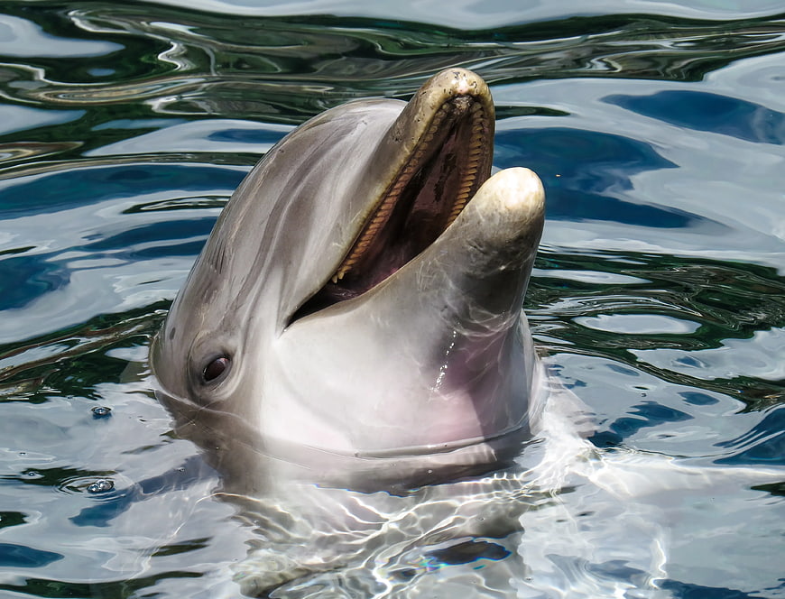 Close-up of a dolphin head emerging from blue water