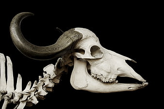Cow Skull and Spine Skeleton on Black Background