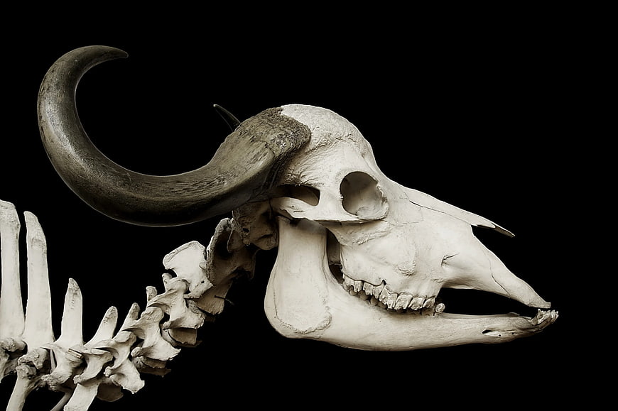 Cow Skull and Spine Skeleton on Black Background
