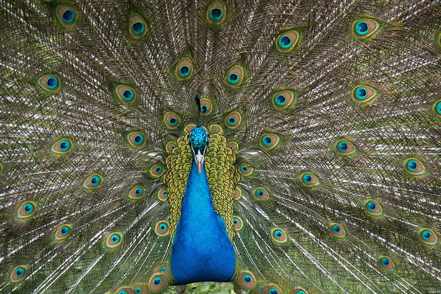 Male Peacock Displaying Full Tail Feathers in Courtship Ritual