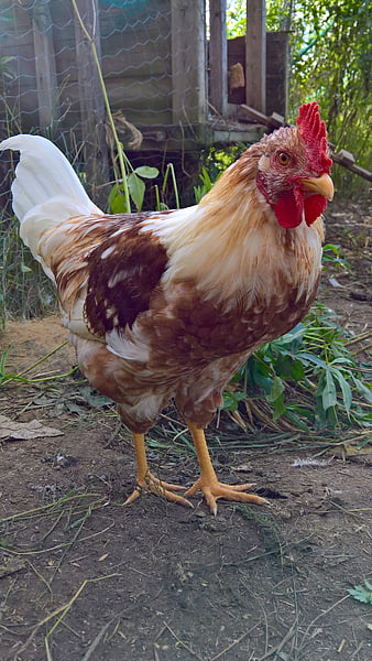 Brown and White Rooster in Backyard Coop