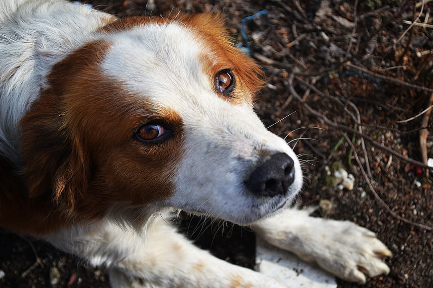 Close-up portrait of a brown and white dog resting on dirt