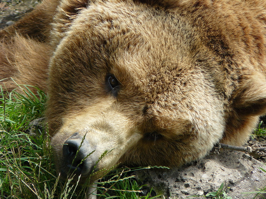 Close-up of a brown bear resting on grass