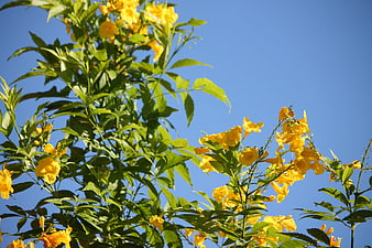 Yellow Trumpet Flowers Blooming Against Blue Sky