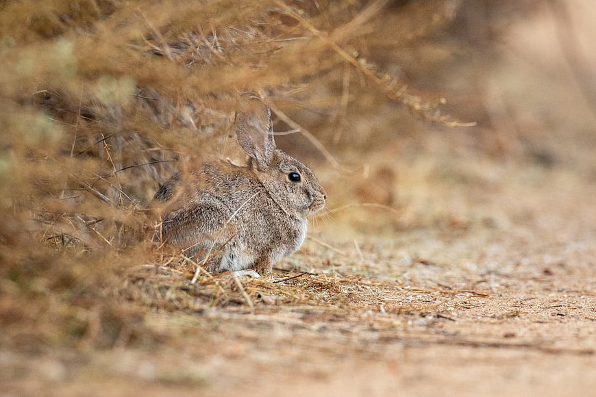 Wild Rabbit Hiding in Dry Grass