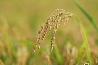 Close-up of golden rice grain panicle in a field