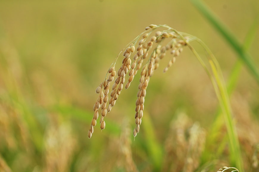 Close-up of golden rice grain panicle in a field