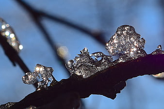 Close-up of sparkling ice crystals on a dark branch against blue sky