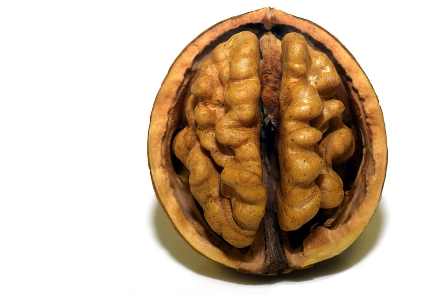 Open Walnut Half in Shell on White Background