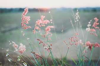 Pink Wildflowers in Field at Sunset