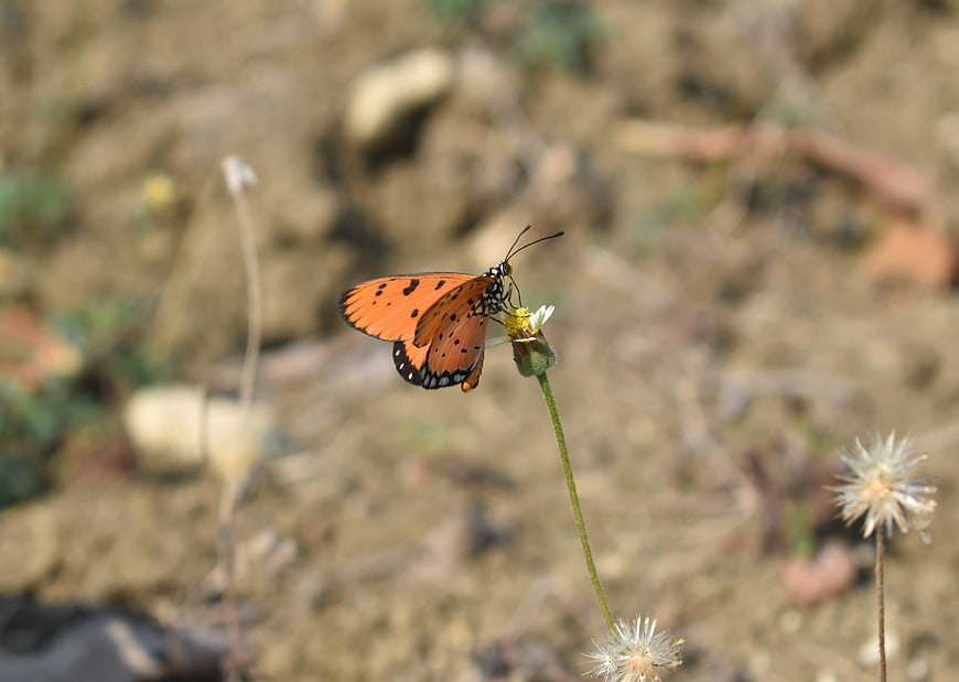 Orange butterfly on small white flower in natural setting