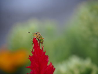 Macro shot of a green insect on a red cockscomb flower