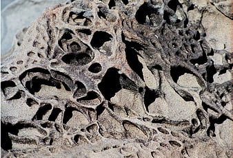 Close-up of weathered rock with intricate honeycomb erosion patterns