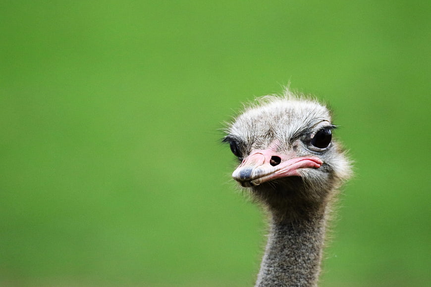 Close-up of an ostrich head against a green background