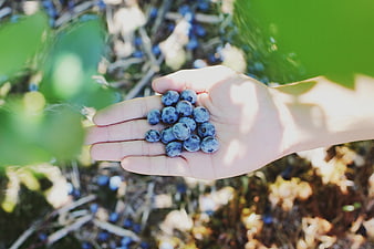 Hand holding fresh blueberries in a sunny garden